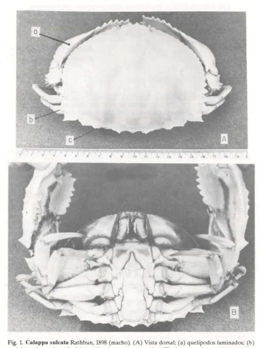 Fig. 1. Calappa sulcata Rathbun, 1898 (macho). (A) Vista dorsal; (a) quelípodos laminados; (b) espinhos póstero laterais; (c) espinhos da margem posterior; (B) vista ventral.