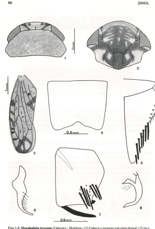 Figs 1-8, Megabahlta Irrorata (Osbom) - Holótipo. (1) Cabeça e pronoto em vista dorsal; (2) face;