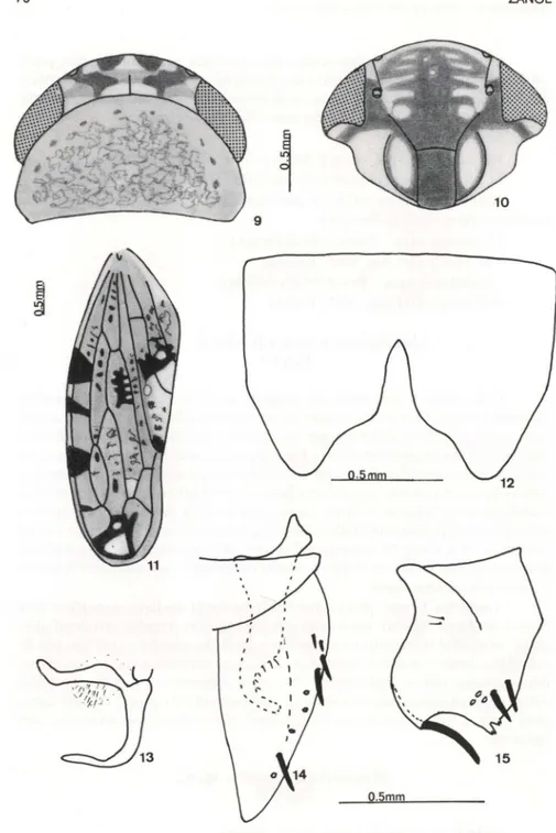 Figs 9-15. Megabahita mineira, sp.n. - Holótipo. (9) Cabeça e pronoto em vista dorsal; (10) face;