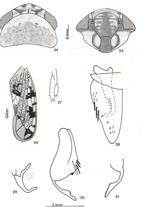 Figs 24-31. Megabahlta spatulata, sp.n. - Holótipo. (24) Cabeça e pronoto em vista dorsal; (25) face; (26) tégrnina; (27) células anteapicais; (28) valva genital, placa subgenital e estilo; (29) edeago em vista lateral; (30) pigóforo em vista lateral; (31)