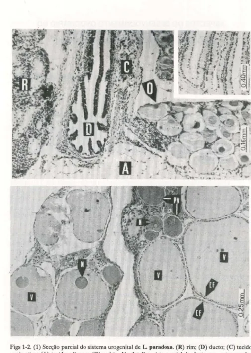 Figs 1-2. (1) Secção parcial do sistema urogenital de L. paradoxo. (R) rimj (O) ductoj (C) tecido conjuntivoj (A) tecido adiposoj (O) ovário