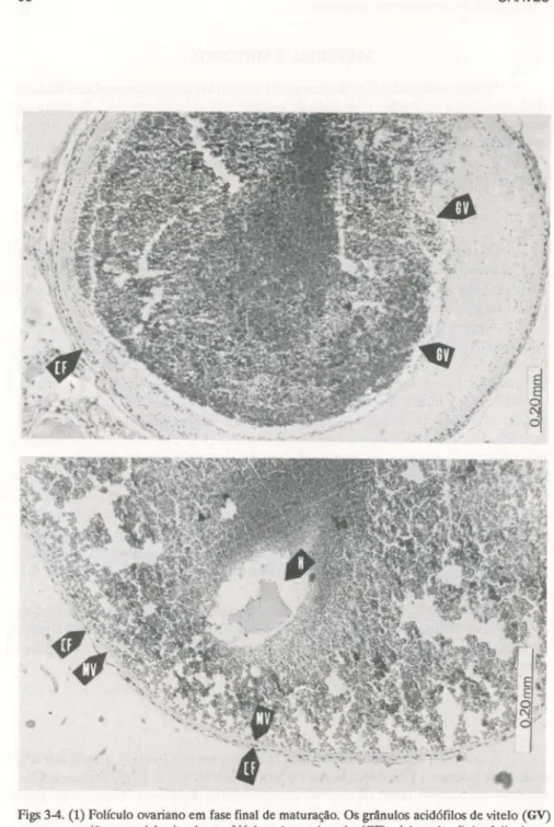 Figs 3-4. (1) Folículo ovariano em fase final de maturação. Os grânulos acidófilos de vitelo (GV) ocupam a região central do citoplasma