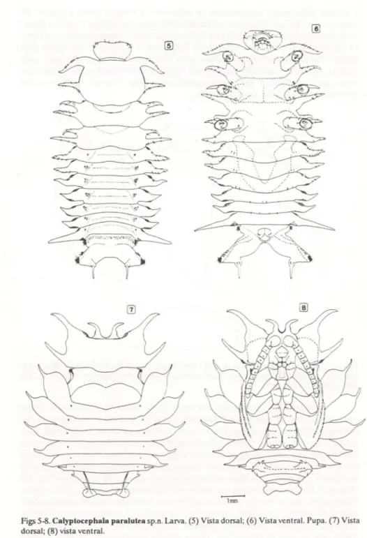 Figs 5-8. Calyptocephala paralutea sp.n. LaIV3. (5) Vista dorsal; (6) Vista ventral. Pupa