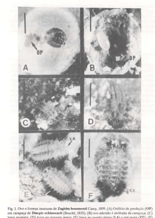 Fig. 1.  Ovo e formas imaturas de Zagloba beaumontl Casey,  1899. (A) Orifício de predação (OP)  em carapaça de Dlaspls echlnocactl (Bouché, 1833);  (8) ovo aderido à abóbada da carapaça;  (C)  larva  neonata;  (D) larva  no  terceiro ínstar;  (E) larva  n