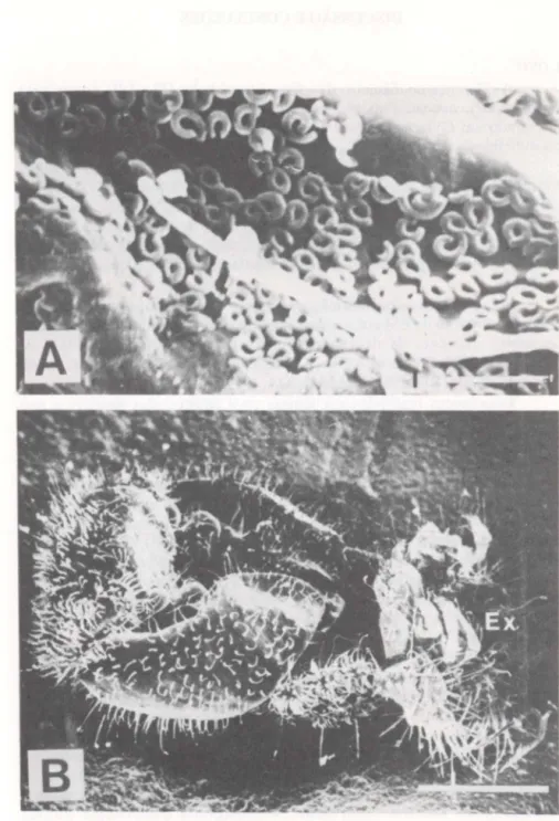 Fig. 2. Formas imaturas (ovo e pupa) de Zagloba beaumontl Casey, 1899. (A) Superfície do cório; 