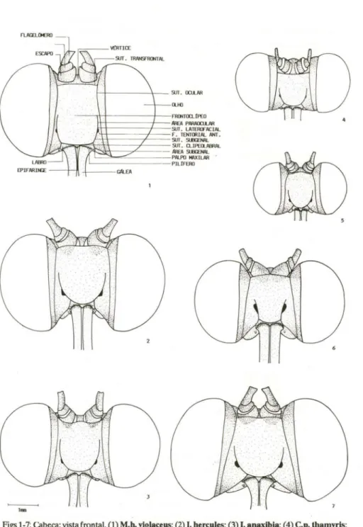 Figs 1-7: Cabeça: vista frontal. (1) M.h. violaceus; (2) I. hercules; (3) 1_ anaxibla; (4) C.p