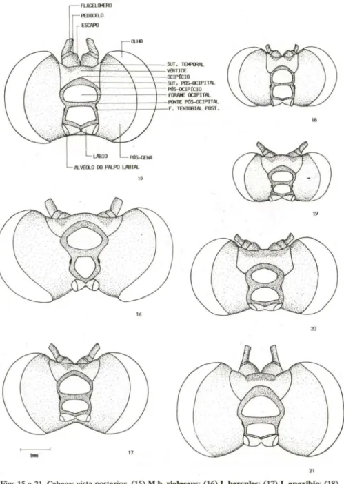 Figs 15 a 21. Cabeça:  vista posterior. (15)  M.b. vlolaceus; (16) I. bercuJes; (17)  I