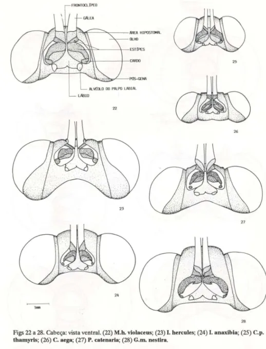 Figs 22 a 28. Cabeça: vista ventral. (22) M.h. vlolaceus; (23) I. bercules; (24) I. anaxibia; (25) C.p