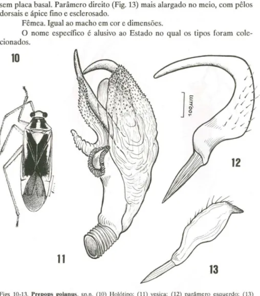 Figs  10-13.  Prepops  golanus,  sp.n.  (10)  Holótipo;  (11)  vesica;  (12)  parâmero  esquerdo;  (13)  parâmero direito