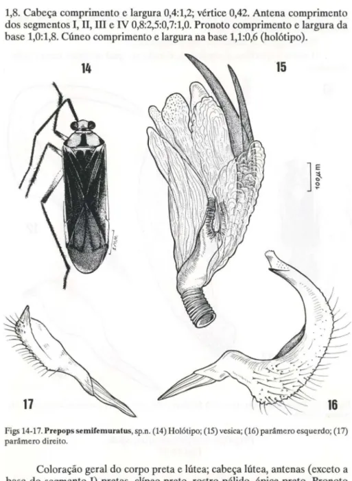 Figs 14-17. Prepops semifemuratus, sp.n. (14) Holótipo; (15) vesica; (16) parâmero esquerdo; (17)  parâmero direito