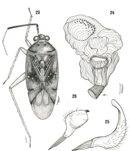 Figs 23-26. Taedia golana, sp.n. (23) Holótipo; (24) vesica; (25) parâmero esquerdo; (26) parâmero  direito, ápice