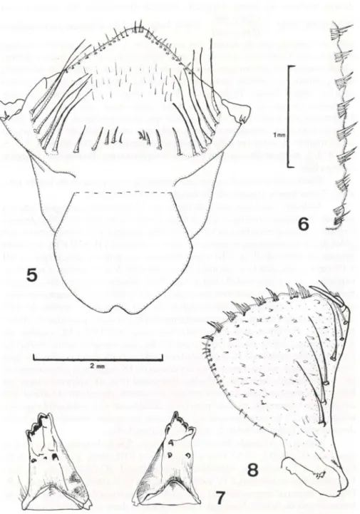 Figs 5 - 8.  Mlatbyrla slmplex  (Rambur). (5) Pré-mento em vista dorsal; (6) margem distal do palpo  labial direito, mostrando em detalhe as crenulações; (7) superfície interna das mand.bulas esquerda  e direita; (8) palpo labial direito em vista dorsal
