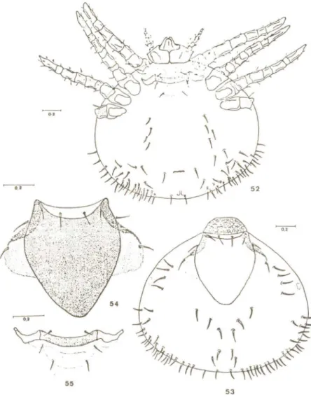 Fig. 54 - Escudo dorsal; Fig. 55 - Escudo esternal. Escalas em mm.
