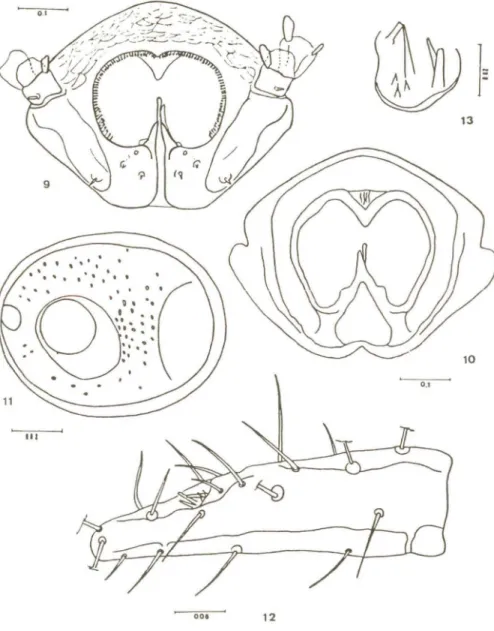 Fig. la - Gnatossoma - visto por trás; Fig. 11 - Peritrema; Fig. 12 - Vista lateral do tarso I; Fig.