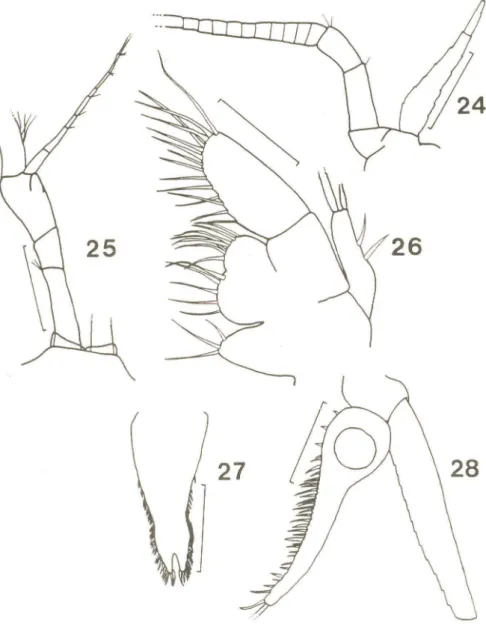 Fig. 24 - antena; 25 - antênula; 26 - maxila; 27 - telso; 28 - urópodo.