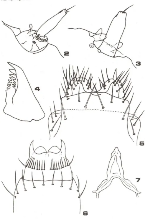 Fig. 2-7 - Larva: Antena. Vista lateral. 2. Peça córnea expandida; 3. Peça córnea retraída; Mand(·