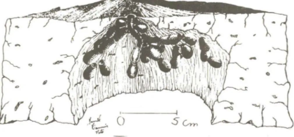 Fig. 2 - Ninho  número  06  de  Melitol7lll  segmentarUz.  contendo  26  células  de  cria (desenho de  Jamil  Tannus Neto)