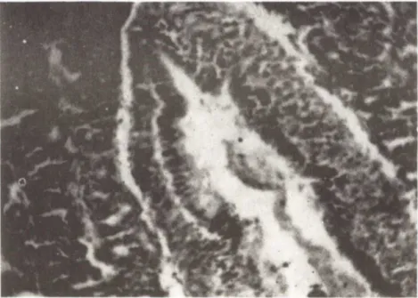 Fig. 1 - Glândula  de  albúmen  em  fêmea  imatura. Aspecto  do duto principal e estroma glandular