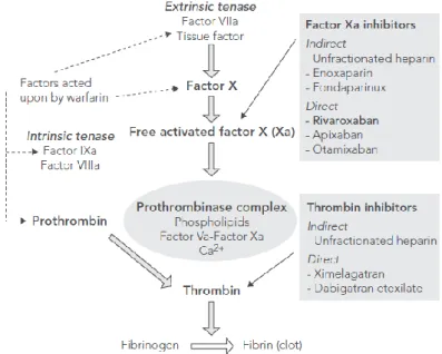 Figura 1 - Mecanismo de ação dos anticoagulantes 