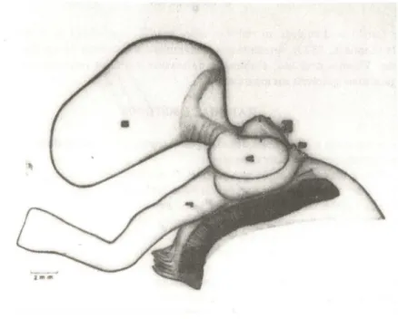 Fig.  1 - Prmuzcea  canalicu/ota (Lamarck,  1822) : CoI.  MoI.  M.N.  lote  n?  4218. Vista do aparelho re· 