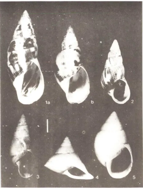 Fig. 2  - Drymaeus rufolineatus, Águas Belas,  PE .  Fig.  3 - LeioSlracus viltatus,  Roteiro, AL