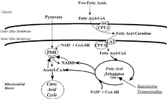 Figura 2 - Metabolismo de hidratos de carbono e ácidos gordos (possível mecanismo de ação  da TMZ) Legenda: (CoA, coenzima A; CAT, carnitina acil translocase; CPT-I, carnitina palmitoil  transferase; CPT-II, carnitina palmitoil transferase II; NAD e NADH, 