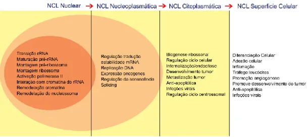 Figura 5. Representação das funções da nucleolina de acordo com a sua localização intracelular  (adaptado de  28 ).