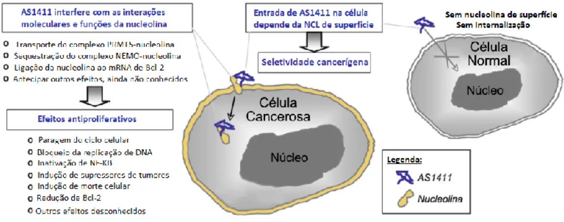 Figura 6. Modelo inicial do mecanismo de ação do AS1411 no qual a nucleolina só seria expressa nas  células cancerosas (adaptado de  21 )