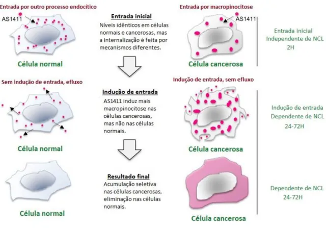 Figura 7. Representação do mecanismo de ação do AS1411 nas células cancerosas e nas normais  (adaptado de  23 ) 