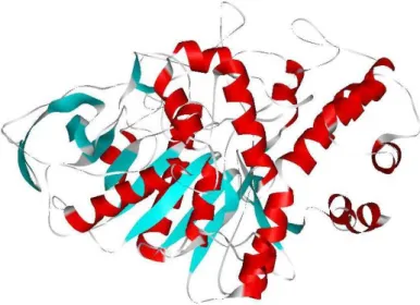 Figura  7:  Representação  da  estrutura  tridimensional  da  acetilcolinesterase  humana  (h AChE )