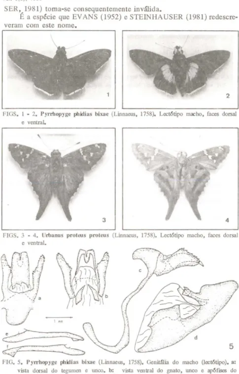 FIG. 5. Pyrrhopyge phidias bixae (Linnaeus, 1758). Genitália do macho (lect6tipo). a: