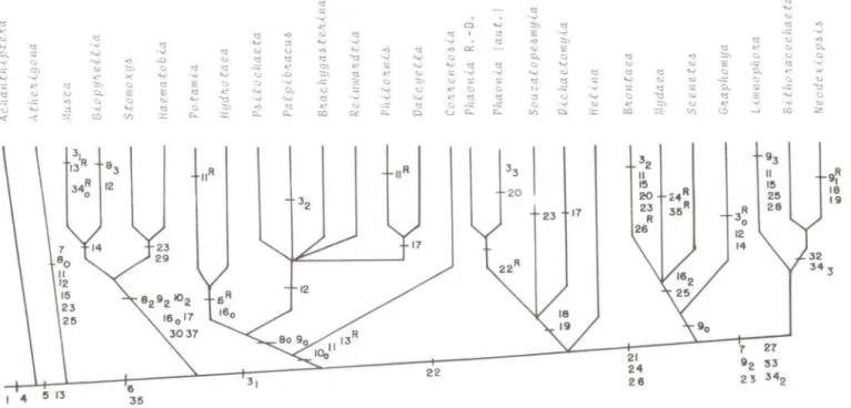 Fig.  2.  Cladograma com 35  caracteres e 27  gêneros de  Muscidae. Os números correspondem as  apomorfias; caracteres de multi-estados  (1,  8,9, 10, 16,34); reversões R