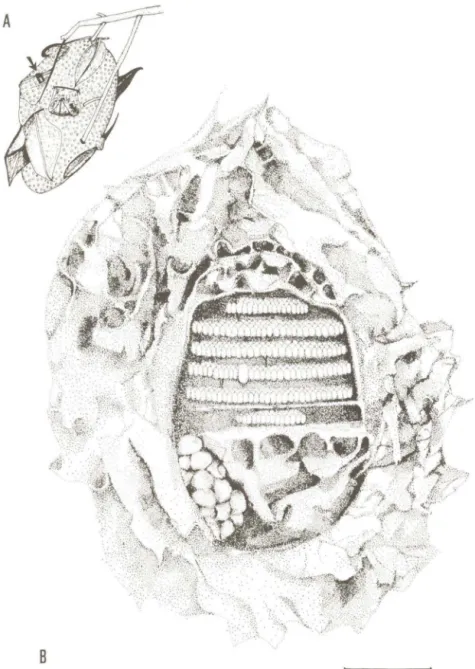 Fig.  I.A,  Esquema do ninho de  Camponotus senex (Fr.  Smith) mostrando a entrada do ninho  de Paratrigona myrmecophila Moure (seta)