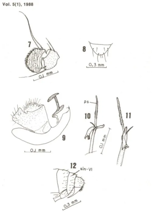 Figs .  7-12  C.  amazonensis  sp.  n.,  parátipo  macho.  7,  antena ;  8,  escu- escu-telo  (v