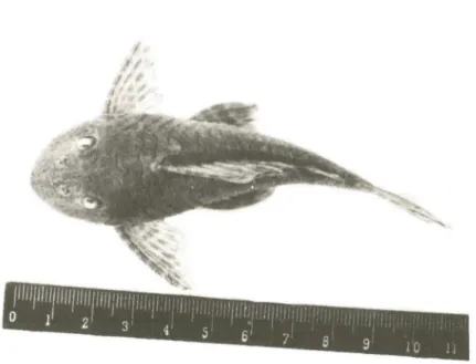 Fig.  1  - Cascudo,  Hypostomus  fluviatilis  (Schubart,  1964),  em  vista  dorsal. 