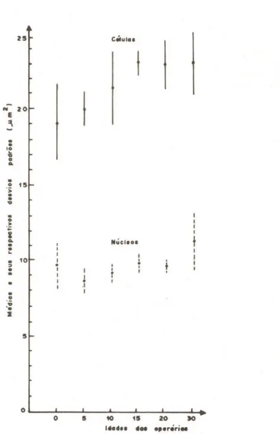 Figura  8.  Médias  e  desvios  padrões  das  áreas  celulares  e  nucleares  obtidas  por idade,  para  as  glândulas de  Nassanoff de  operá-rias de  Apis m.ellifera  L