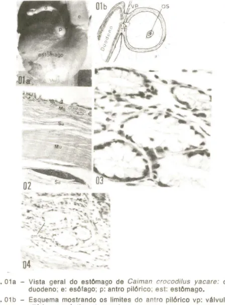 Fig. 01 a - Vista geral do estômago de Caiman crocodi/us yacare: d: