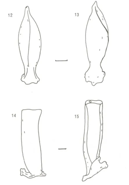 Fig. 12: T. mariae Morretes, 1954 (vista da face convexa); Fig. 13: T.