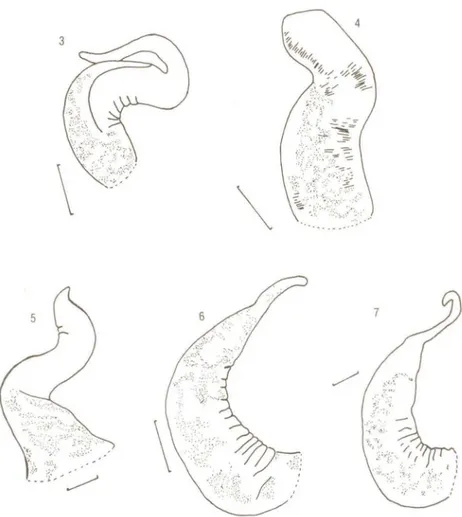 Fig, 3: T. mariae Morretes, 1954, Fig. 4: T. haemastoma (Linné, 1767;