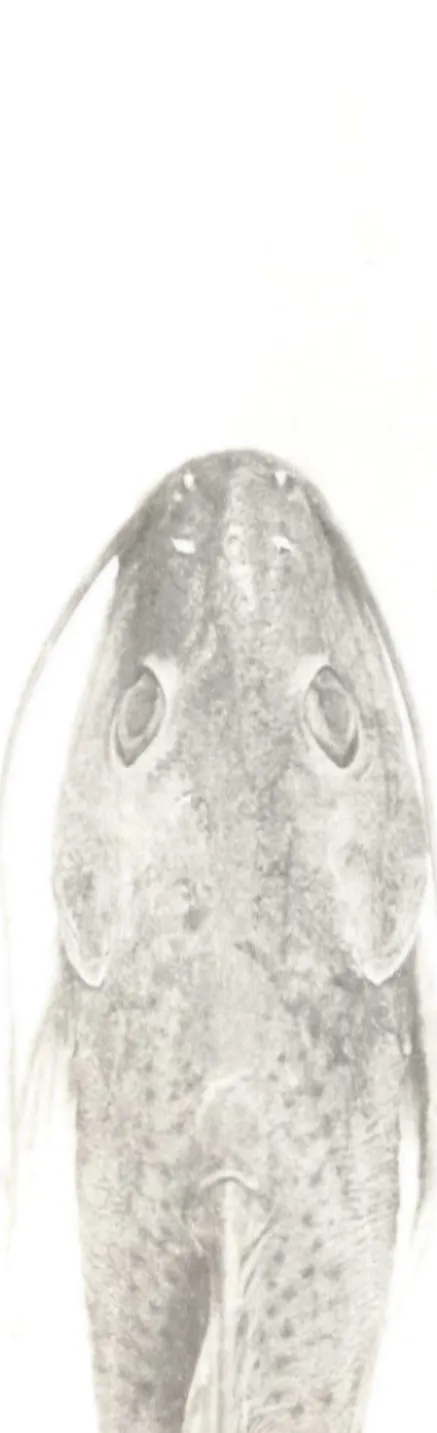 Figura  2.  Pimelodus  paranaensis,  sp.  n . ,  holólipo  MZUSP  23085,  vista  dorsal  da  região  ano  terior  do  corpo