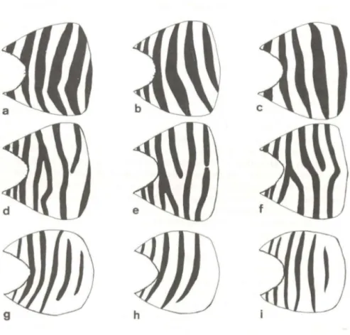 FIG.  4  - Padrões  de  faixas  de  nadadeiras  caudais  em  machos  do complexo  C.  minimus: 
