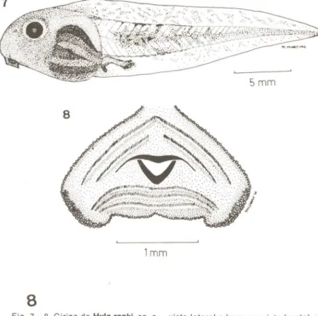 Fig . 7 - 8  Girino de Hyla ranki , sp . n . - vista  lateral e  boca  em  vista fronta l