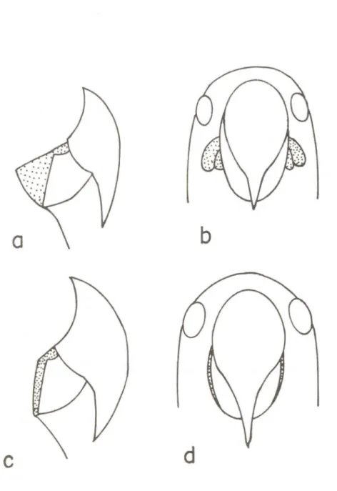 Fig.  1  - Disposição  da  área  nua  da  base  do  bico  em  Anodorhynchus  leari (a-b,  placa  entumescida)  e  A_  hyacinthinus (c-d,  faixa  achatada)