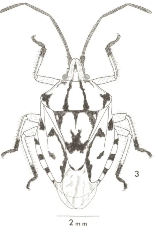 Fig.  3' - Dinocoris  (P .)  nigrodecoratus  sp.  n .,  fêmea,  vista  Qorsal. 