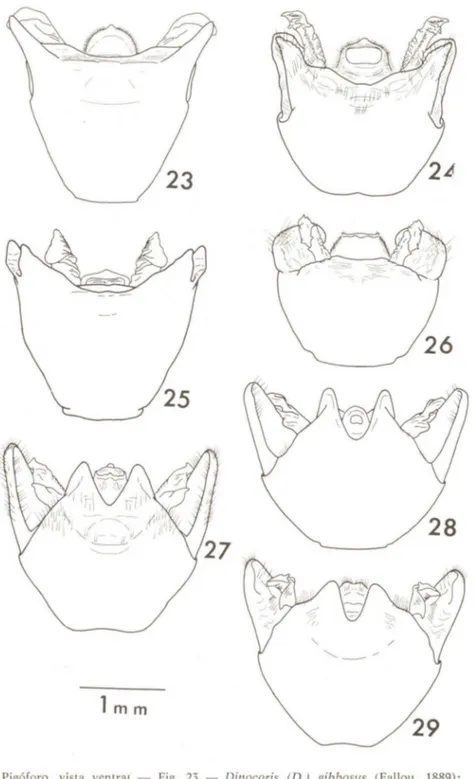 Fig.  24  - D.  (D.)  ramosus  (Walker,  1868);  Fig.  25  - D .  (D.)  jabricii,  sp