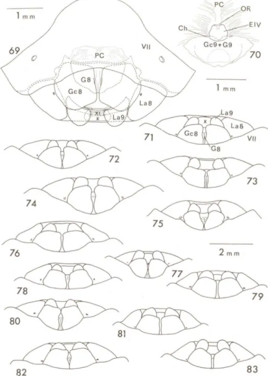 Fig .  69  - Villocoris  (P.)  lillea/u s  (Dallas,  1852),  genitália  externa  da  fêmea ,  placas  genitais  diafanizadas  (La8  =  laterotergito  8,  La9  =  laterotergito  9,  GB  =  gonapófises  8,  Gc8  = 