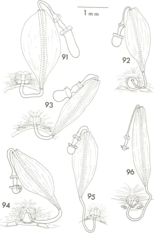 Fig.  92  - D.  (D.)  corrosus  Herrich-Schaeffer,  1844) ;  Fig.  93  - D.  (D.)  rufitarsus  Ruckes,  1958;  Fig