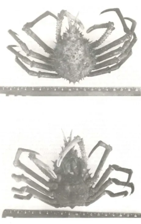 Fig.  1  - Nibi/ia  antilocapra;  a  - vista  dorsal;  b  - vista  ventral. 