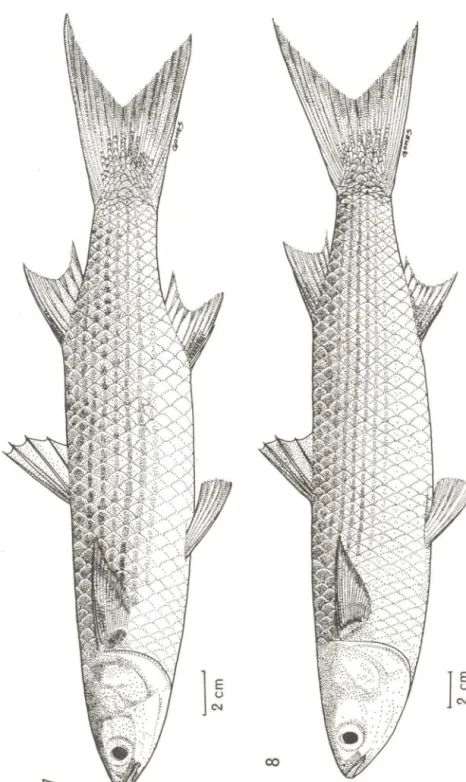 Fig.  7  - Mugi/  /iza,  34,0  cm.  Fig.  8  - Mugi/  platanus,  42,0  cm . 