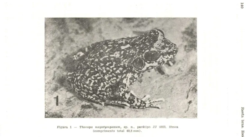 Figura  1  - Thoropa  megatympanum,  sp.  n .,  parátipo  JJ  C033,  fêmea  (comprimento  total  40,8  mm) 